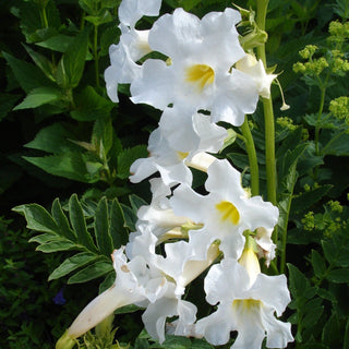 Incarvillea delavayi alba <br>WHITE HARDY GLOXINIA