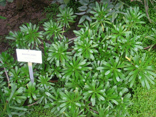 Azorina vidalii <br>AZORES BELLFLOWER