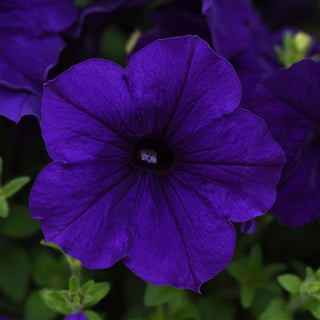 Petunia <br>PETUNIA WAVE MIX