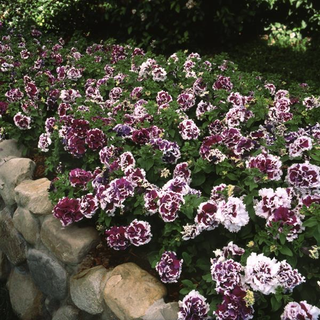 Petunia <br>PETUNIA DOUBLE PURPLE PIROUETTE