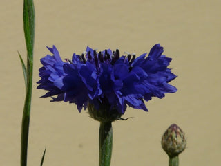 CORNFLOWER BLUE BALL <br>Centaurea cyanus