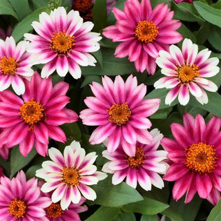 Zinnia elegans <br>ZINNIA PROFUSION DOUBLE CHERRY BICOLOR