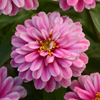 Zinnia elegans <br>ZINNIA RASPBERRY RIPPLE