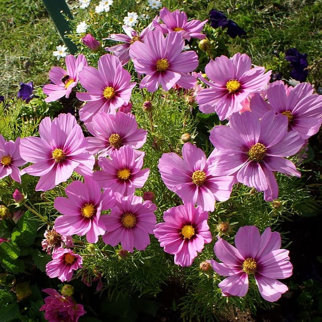 Cosmos bipinnatus COSMOS CANDYFLOSS 'PINK SUNRISE' – Ferri Seeds