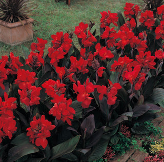 Canna indica <br>CANNA RED WITH BRONZE LEAVES