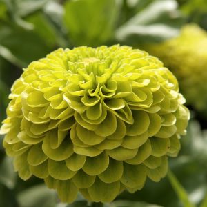 Zinnia elegans <br>ZINNIA GREEN ENVY