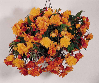 Begonia tuberhybrida <br>BEGONIA ILLUMINATION APRICOT