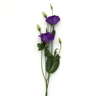 Eustoma grandiflorum <br>LISIANTHUS BLUE 2 EXTRA-TALL