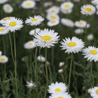 Acroclinium, Rhodanthe, Helipterum <br>WHITE PAPER DAISY, EVERLASTING