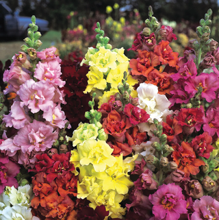 Antirrhinum <br>SNAPDRAGON BUTTERFLY MIX