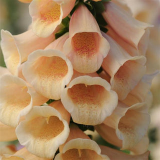 Digitalis <br>FOXGLOVE DALMATION PEACH