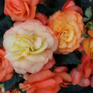 Begonia tuberhybrida <br>BEGONIA SORBET