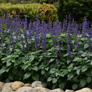 Salvia longispicata x farinacea <br>SAGE 'BIG BLUE'