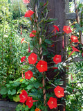 RED CARDINAL CLIMBER Morning Glory Ipomoea multifida