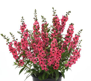 Angelonia augustifolia <br>ANGELONIA CHERRY RED