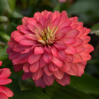Zinnia elegans <br>ZINNIA ZAHARA DOUBLE SALMON