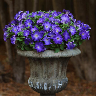 Petunia <br>PETUNIA SOPHISTICA BLUE MORN