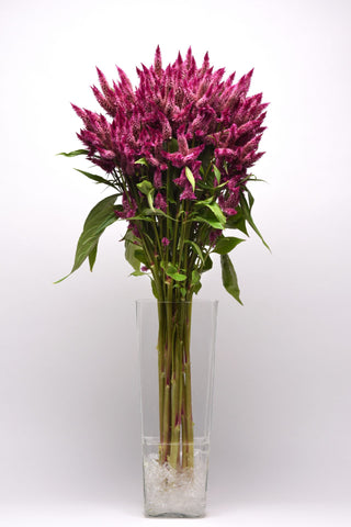 Celosia spicata <br>CELWAY PURPLE CELOSIA, COCKSCOMB, WOOLFLOWER