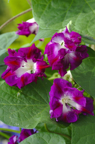 Ipomoea imperialis <br>DOUBLE MORNING GLORY 'SUNRISE SERENADE'