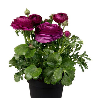 Ranunculus asiaticus <br>RANUNCULUS COMPACT VIOLET