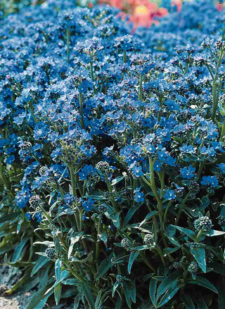 Anchusa capensis <br>BLUE ANGEL BUGLOSS