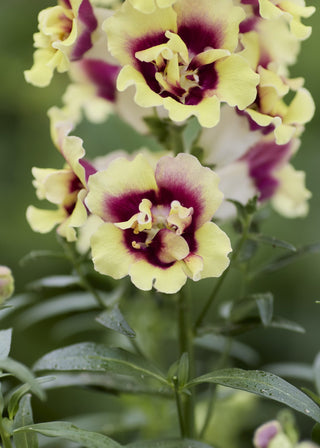 Antirrhinum <br>SNAPDRAGON DOUBLESHOT YELLOW RED HEART