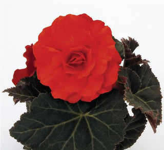 Begonia tuberhybrida <br>BEGONIA MOCCA ORANGE