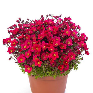 Saxifraga ardensii <br>DARK RED-ROSE MOSS ROSE, SAXIFRAGE