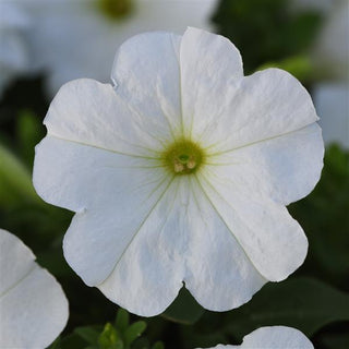 Petunia <br>PETUNIA MADNESS WHITE