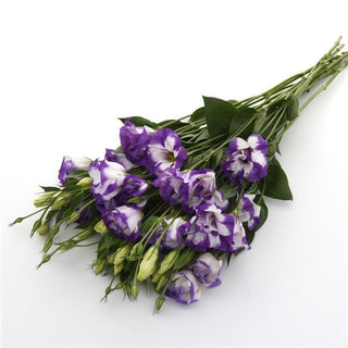 Eustoma grandiflorum <br>LISIANTHUS BLUE RIM TALL