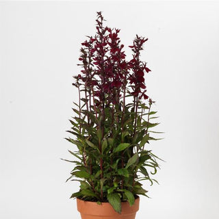 Lobelia speciosa <br>CARDINAL FLOWER 'STARSHIP BURGUNDY'