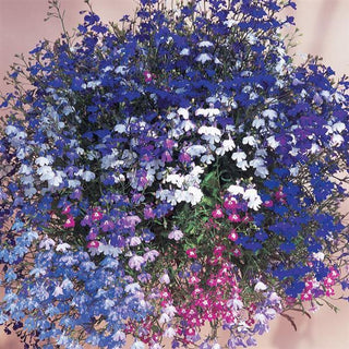 Lobelia erinus pendula <br>TRAILING LOBELIA REGATTA MIX
