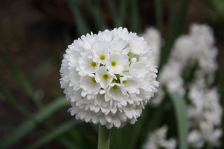 WHITE DRUMSTICK PRIMROSE <br>Primula denticulata