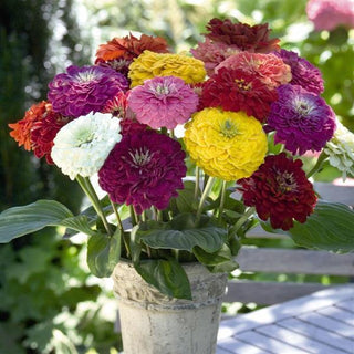 Zinnia elegans <br>GIANT ZINNIA BENARY MIX