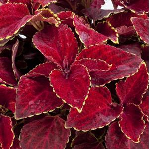 Coleus <br>RED VELVET COLEUS