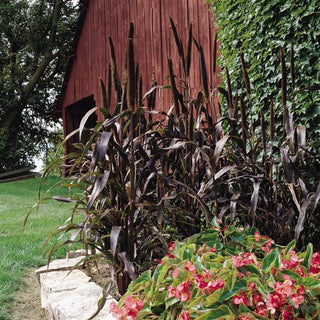 Pennisetum glaucum nigrum <br>PURPLE MAJESTY GRASS, ORNAMENTAL MILLET