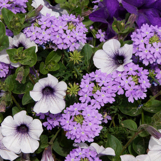 Verbena hybrida <br>VERBENA MIX