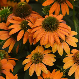 Echinacea hybrida <br>ARTISAN SOFT-ORANGE CONEFLOWER