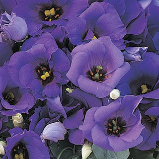 Eustoma grandiflorum <br>LISIANTHUS TABLETOP BLUE COMPACT