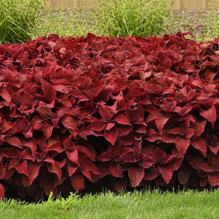Coleus <br>COLEUS PREMIUM 'PAPRIKA'