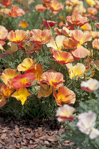 Eschscholzia californica <br>THAI SILK APRICOT CALIFORNIA POPPY