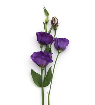 Eustoma grandiflorum <br>LISIANTHUS PURPLE 3 EXTRA-TALL