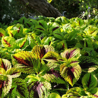 Coleus <br>COLEUS KONG JUNIOR 'LIME VEIN'