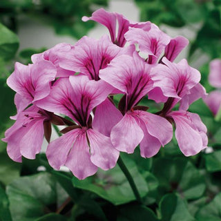Pelargonium peltatum <br>IVY TRAILING GERANIUM LILAC