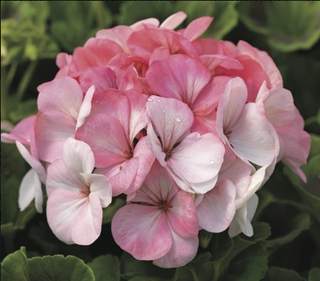Pelargonium <br>GERANIUM WHITE TO ROSE