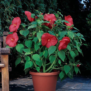 Hibiscus moscheutos <br>HARDY RED HIBISCUS