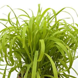 Milium effusum aureum <br>GOLDEN MILLET GRASS