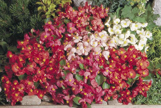 Begonia semperflorens <br>BEGONIA FIBROUS MIX