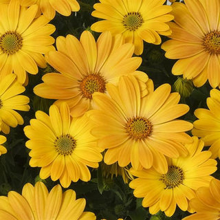 Osteospermum ecklonis <br>AFRICAN DAISY SUNSHINE YELLOW
