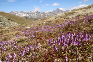 Soldanella pusilla <br>DWARF SNOWBELL